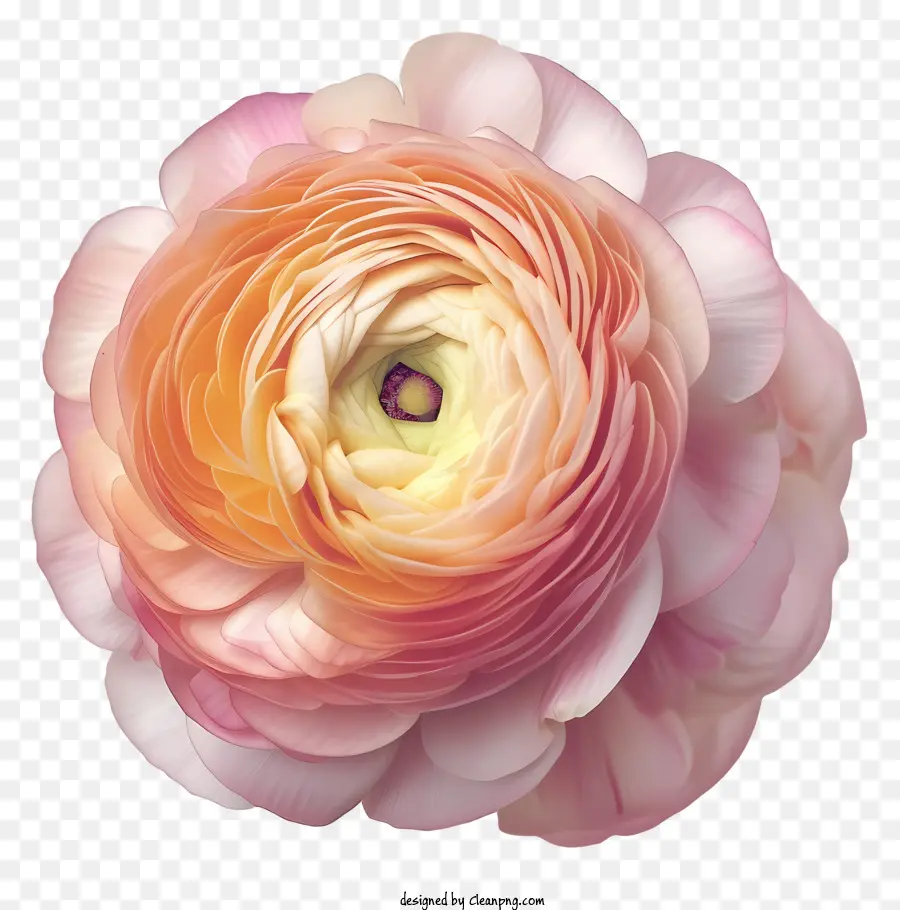rosa - Immagine realistica in bianco e nero di rosa rosa