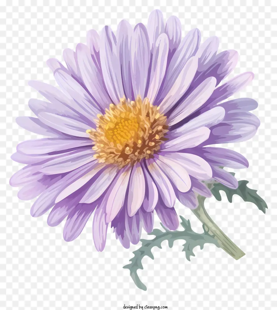 piatto Elegante Aster Flower Chrysanthemum Purple Chrysanthemum Flotta selvaga Pianta perenne erbacea - Chrysanthemum viola: fiore ornamentale versatile con potenziale medicinale
