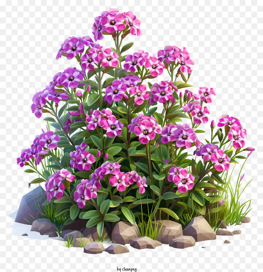 Phlox Blumenpflanze lila Blüten grüne Blätter Steine - Lila Blüten mit grünen Blättern, die auf Felsen wachsen
