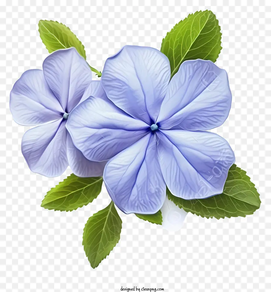 fiore blu - Fiore blu con foglie verdi sullo sfondo nero