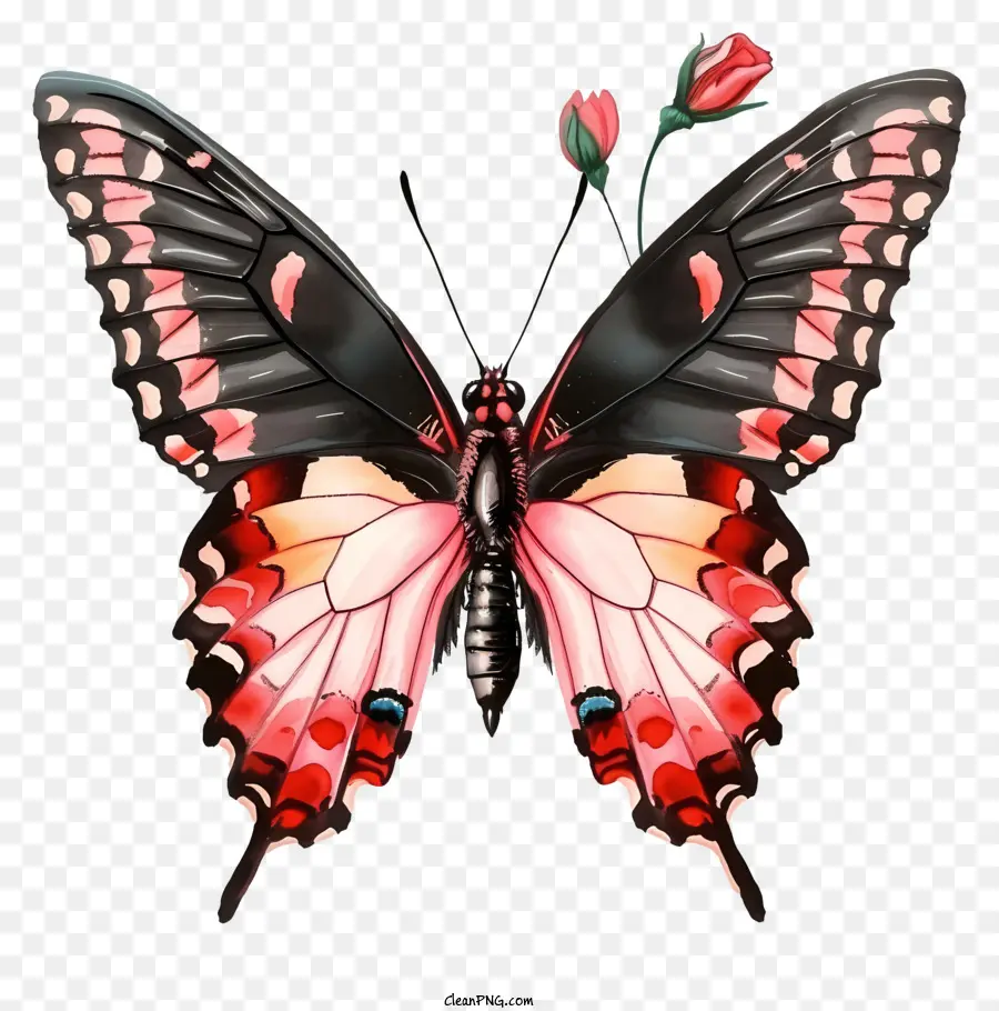 bunter Schmetterling - Buntes Schmetterling mit roten und schwarzen Flügeln