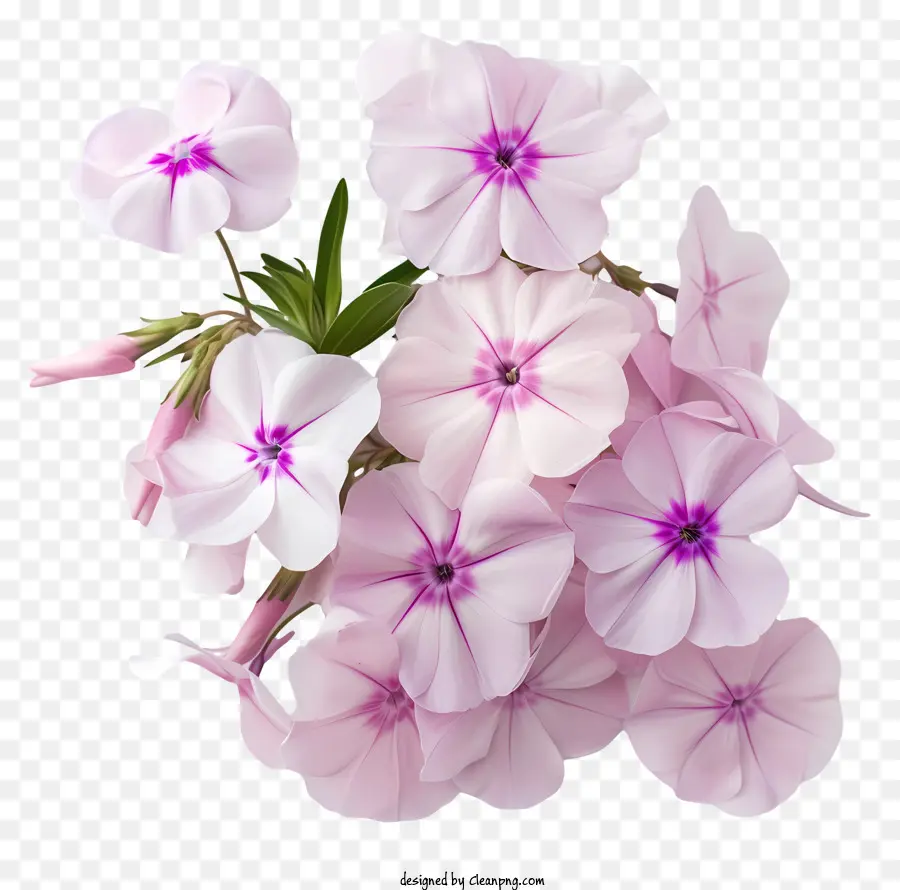 Phlox Couquet Bouquet Pink Flowers Centri bianchi Centri a strato singolo - Bouquet di fiori rosa su sfondo nero