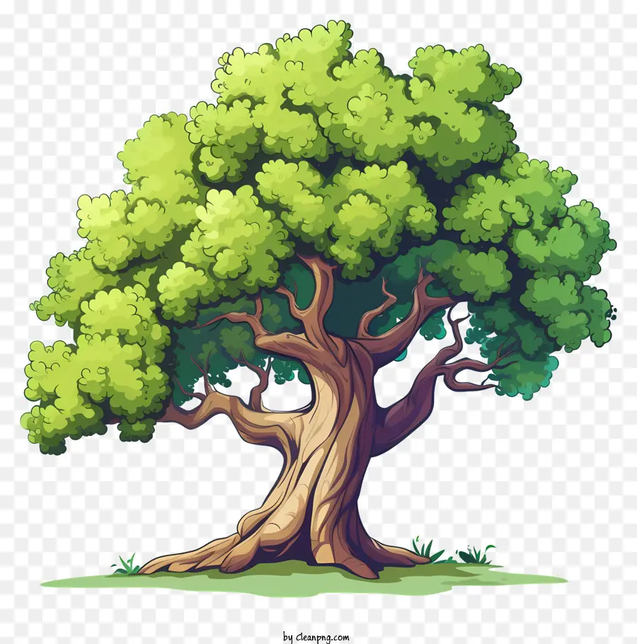 albero di quercia - Oak albero grande, ben mantenuto sul prato verde