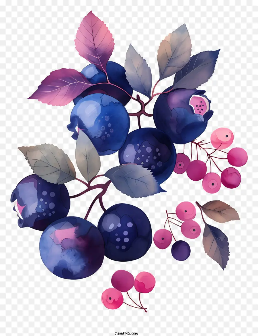 Blaubeeren Blaubeeren Früchte schwarze Hintergrundblätter - Lebendige Blaubeeren mit Blättern auf schwarzem Hintergrund