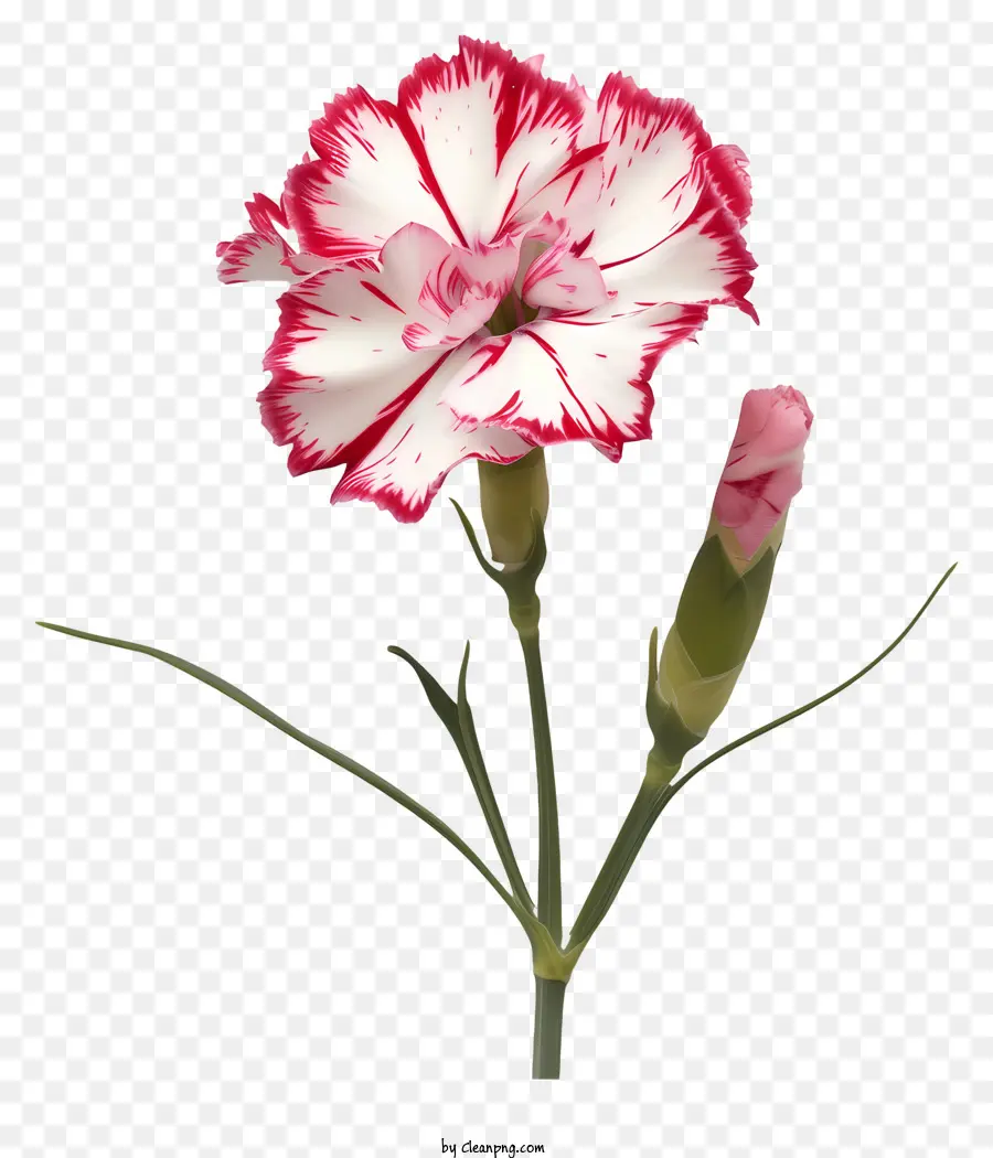 Dianthus Blume rot und weiß Blume blühende Blumenblumenblätter aussehen kreisförmige Form - Einzelblume in blühender roter und weißer Blume