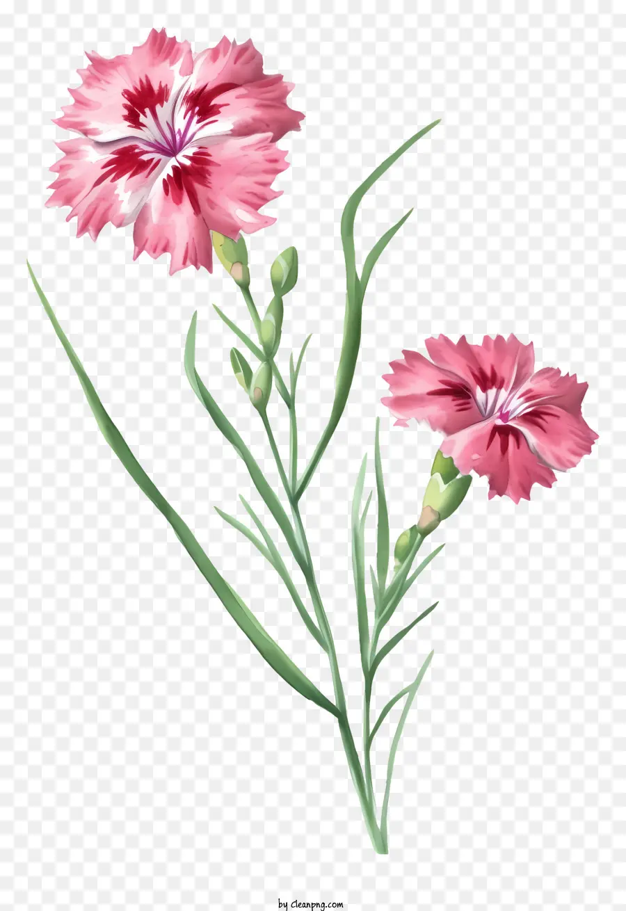 disegnati a mano eleganti fiori di fiori rosa fiore centri bianchi foglie verdi sottili gambo - Due fiori rosa con centri bianchi