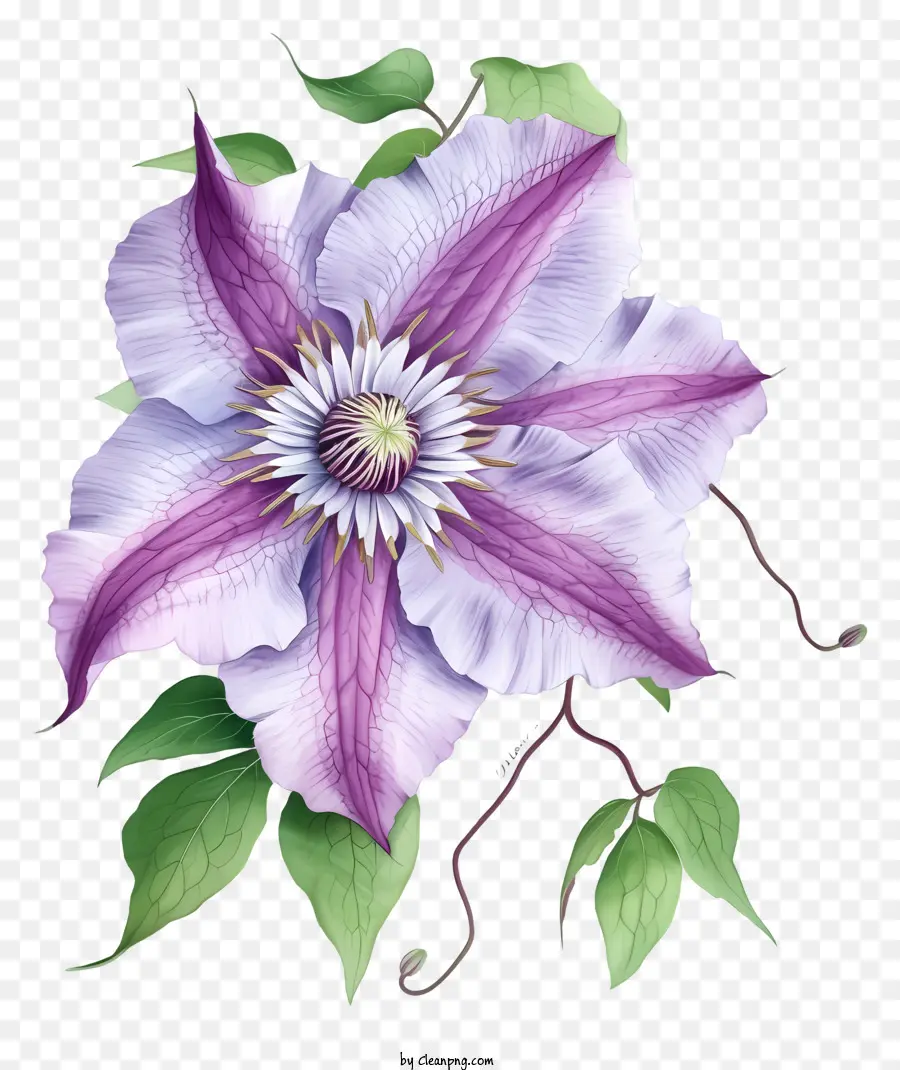 elegante clematis fiore viola clematis fiore vicino alla fotografia fiore di sfondo nero immagine fiore grande clematis petalo - Primo piano del fiore di clematis viola con centro scuro