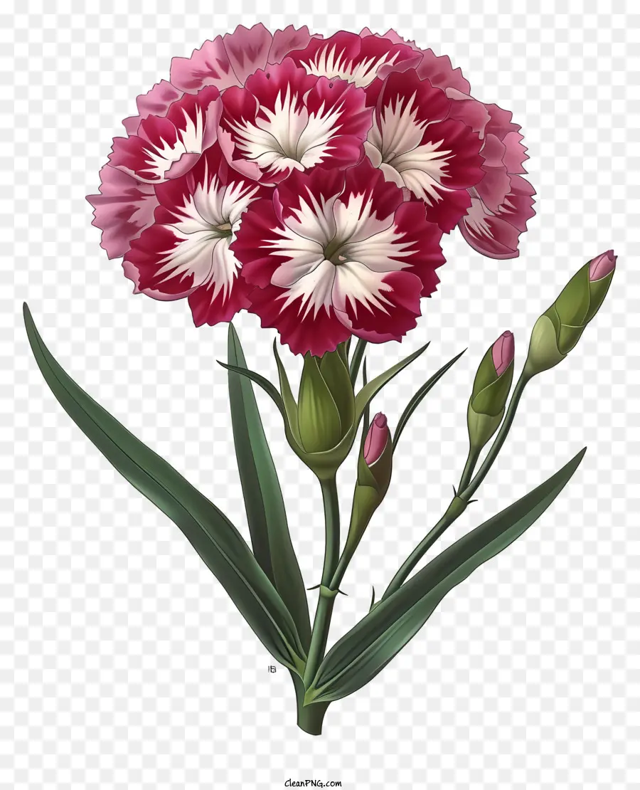 elegante Dianthus -Blume -Ikone Bouquet Pink Nelken weiße Nelken Schwarze Hintergrund - Rosa und weiße Nelken auf schwarzem Hintergrund