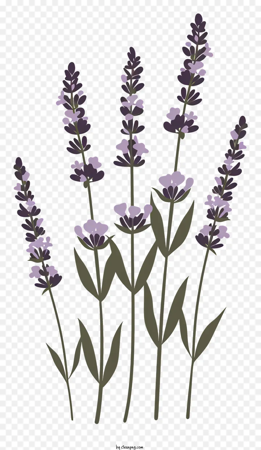 Lavendel - Lavendelfeld mit lila Blüten in Blüte
