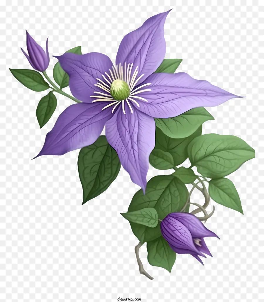 Phim hoạt hình thanh lịch clematis hoa màu tím clematis hoa màu xanh lá cây mở ra hoa năm cánh hoa - Mở hoa clematis màu tím với lá xanh