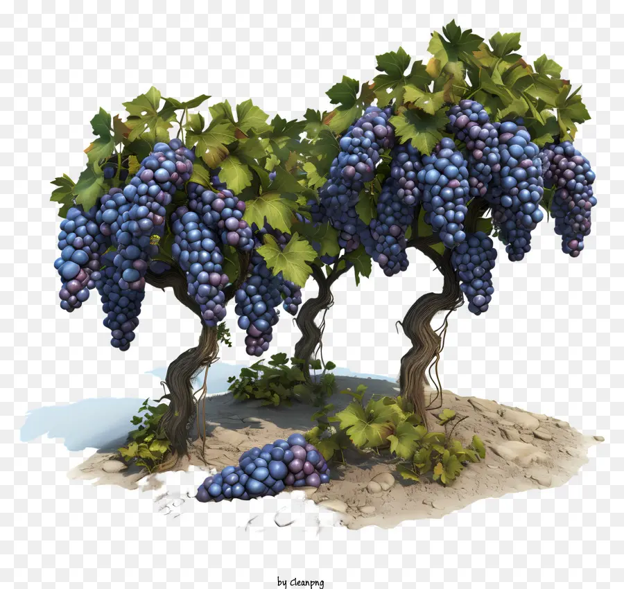 uva agricola uva uva blu uva cluster uva - Immagine vibrante di uva su una vite