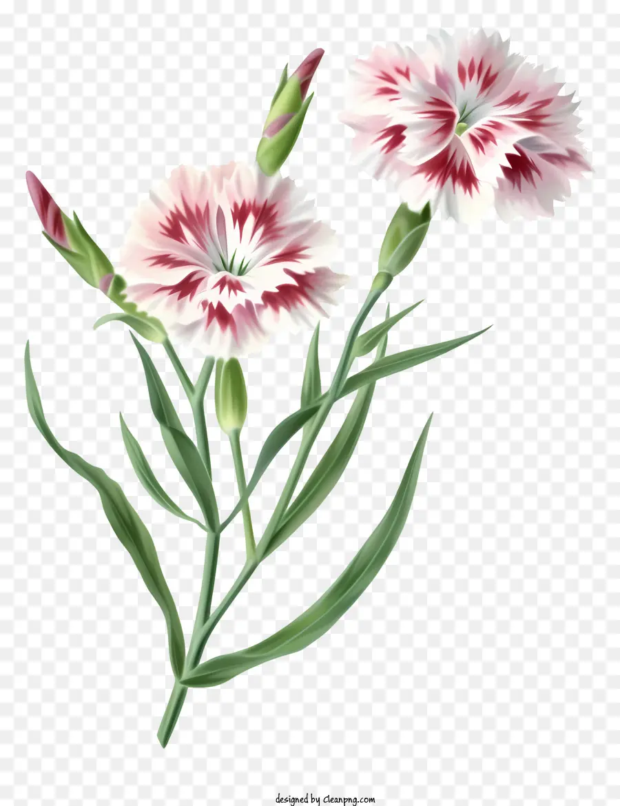 Elegante Dianthus -Blume -Ikon rosa Nelken weiße Nelken blühen Blumen Stiele - Rosa und weiße Nelken in voller Blüte