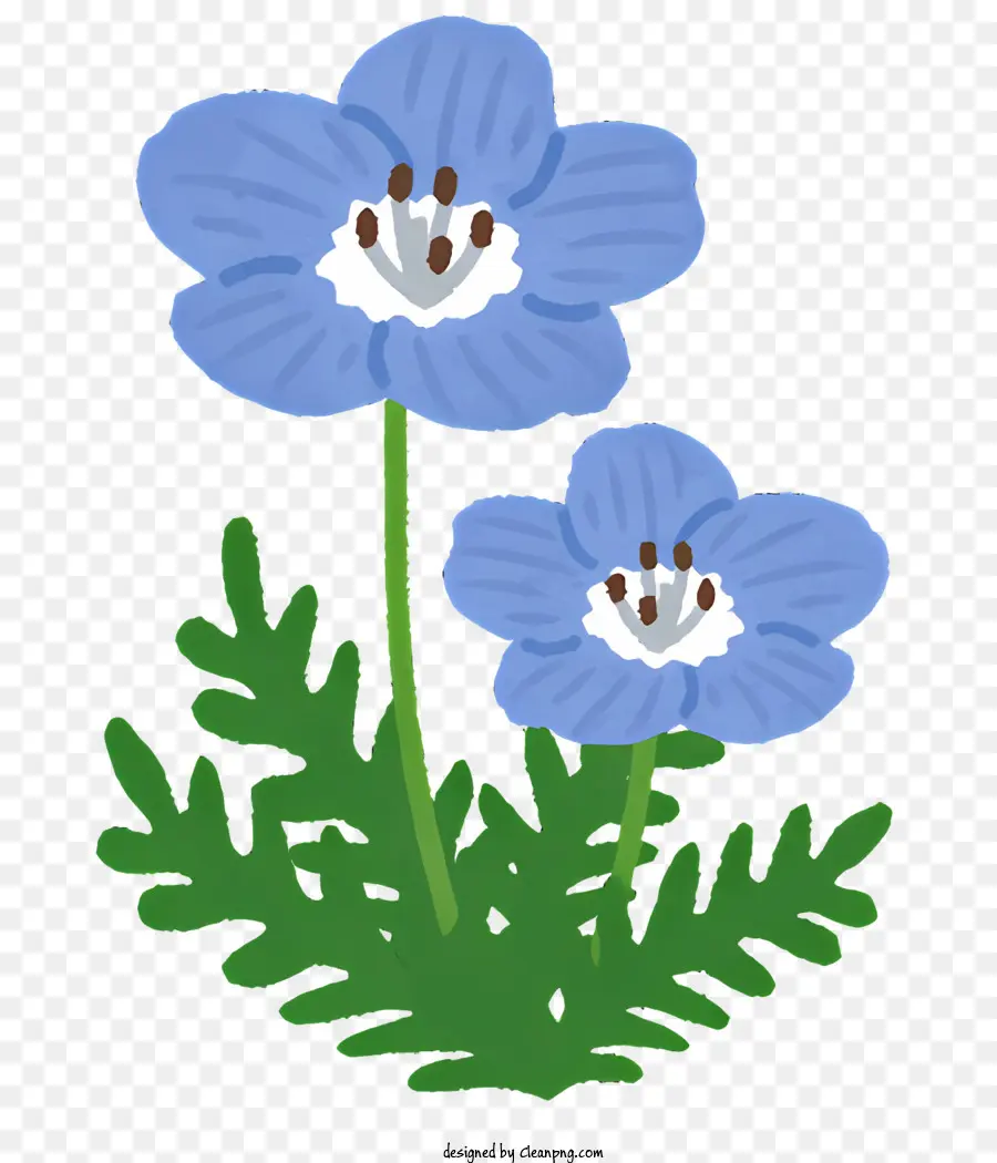 Blume blaue Blumen kleine Blüten weiße Mittelblumen grüne Stammblumen Blumen - Zwei einfache blaue Blüten mit weißen Zentren