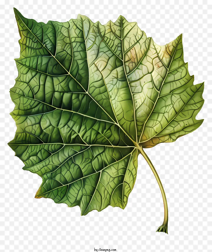 verde foglia - Illustrazione a foglie colorate con ombreggiatura e luci