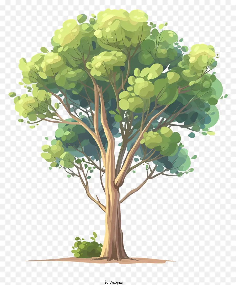 albero grande albero lussureggiante albero verde rami foglie verde scuro - Albero grande e sano circondato da spazio aperto