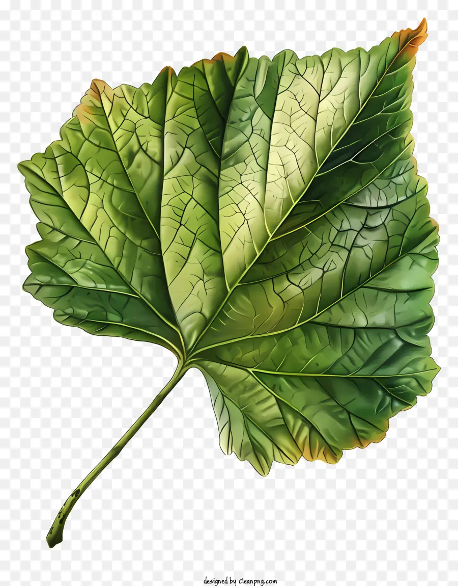 grünes Blatt - Grün gestrichenes Blatt mit Venen und Wassertropfen