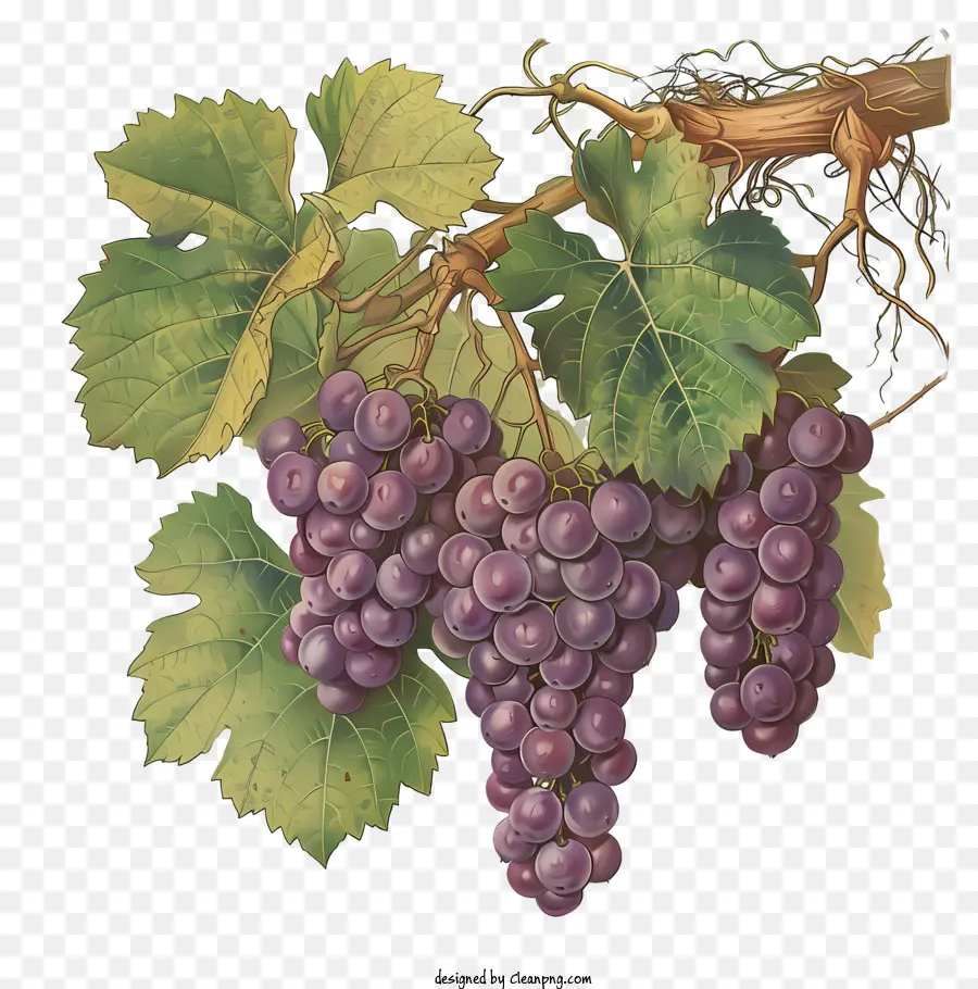 vitigno - Uva viola matura su vite lussureggiante, sfondo scuro