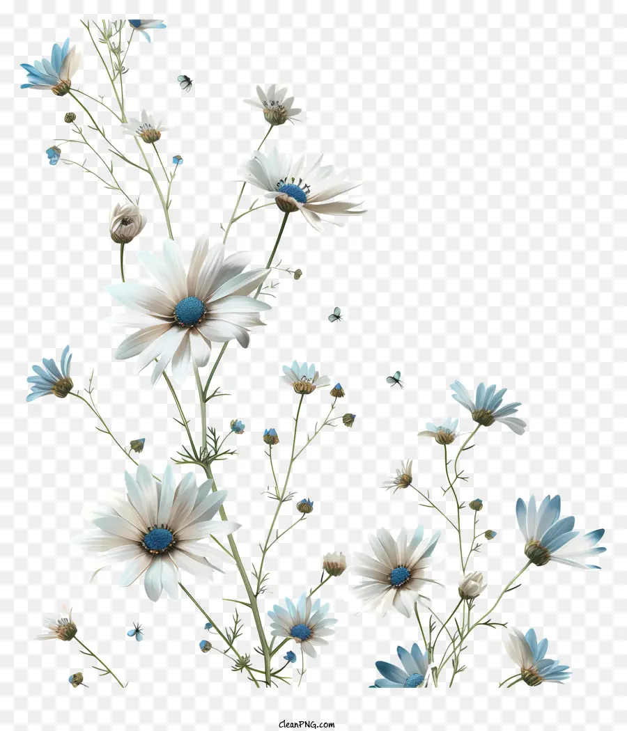 Fliegende Blumen - Geschlossene weiße und blaue Gänseblümchen auf schwarzem Hintergrund