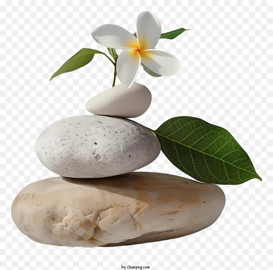 hoa trắng - Hoa trắng nở hoa giữa những tảng đá với lá xanh