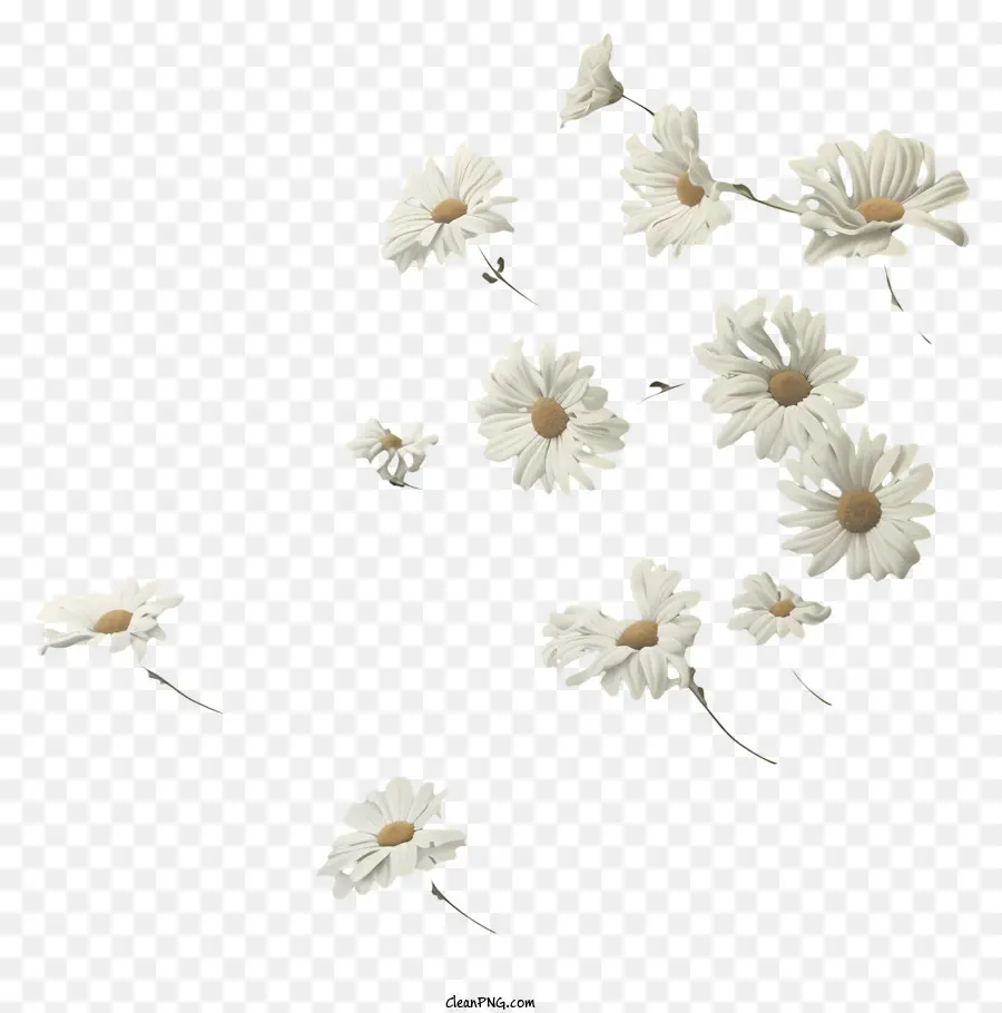 Fliegende Blumen - Schwimmende Gänseblümchen auf schwarzem Hintergrund; 
ätherisches Ambiente