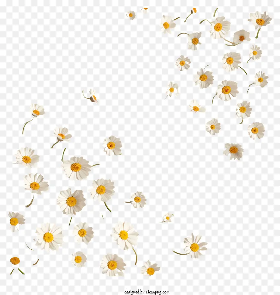 Fliegende Blumen - Gänseblümchen schweben in Luft auf schwarzem Hintergrund