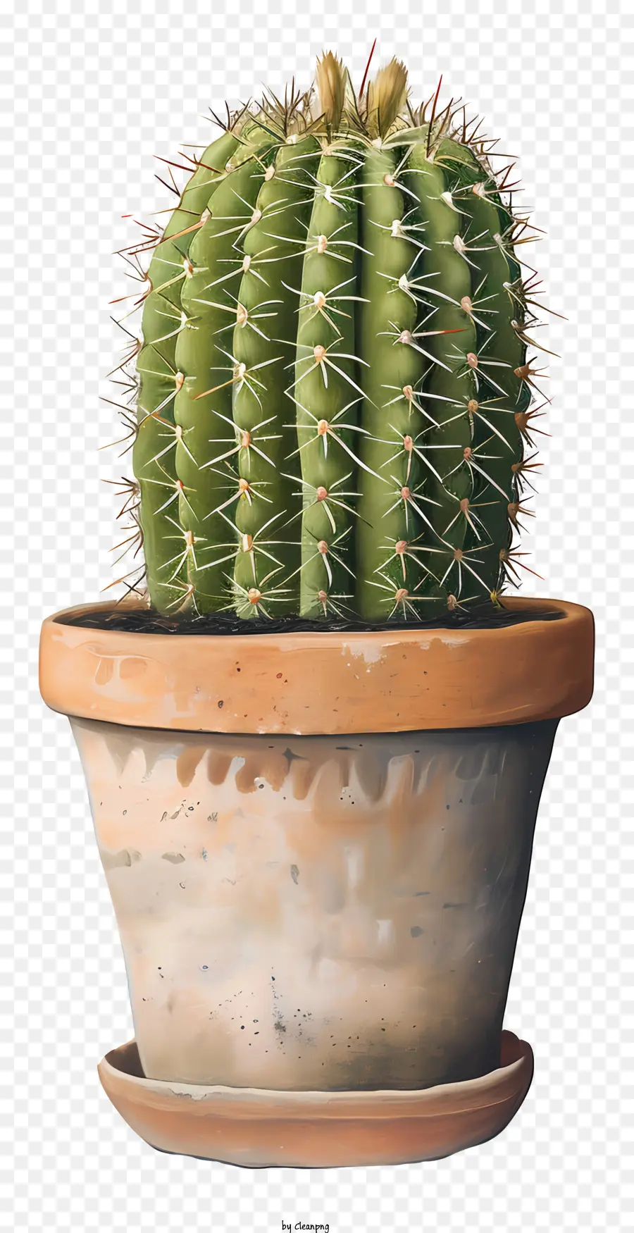 Kaktus - Nahaufnahme von Kaktus im Tontopf