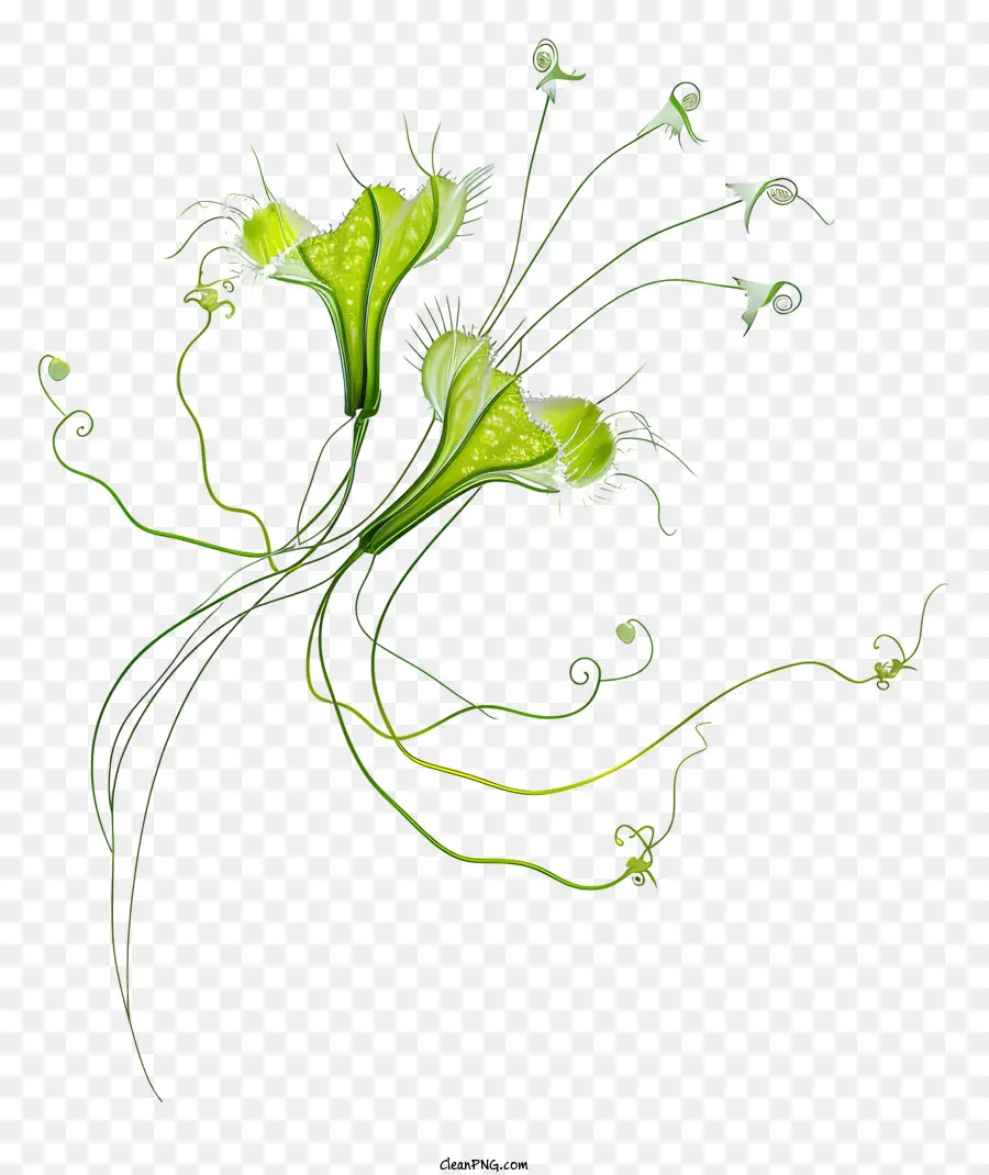 fiore verde - Fiore verde con stelo a spirale, petali bianchi