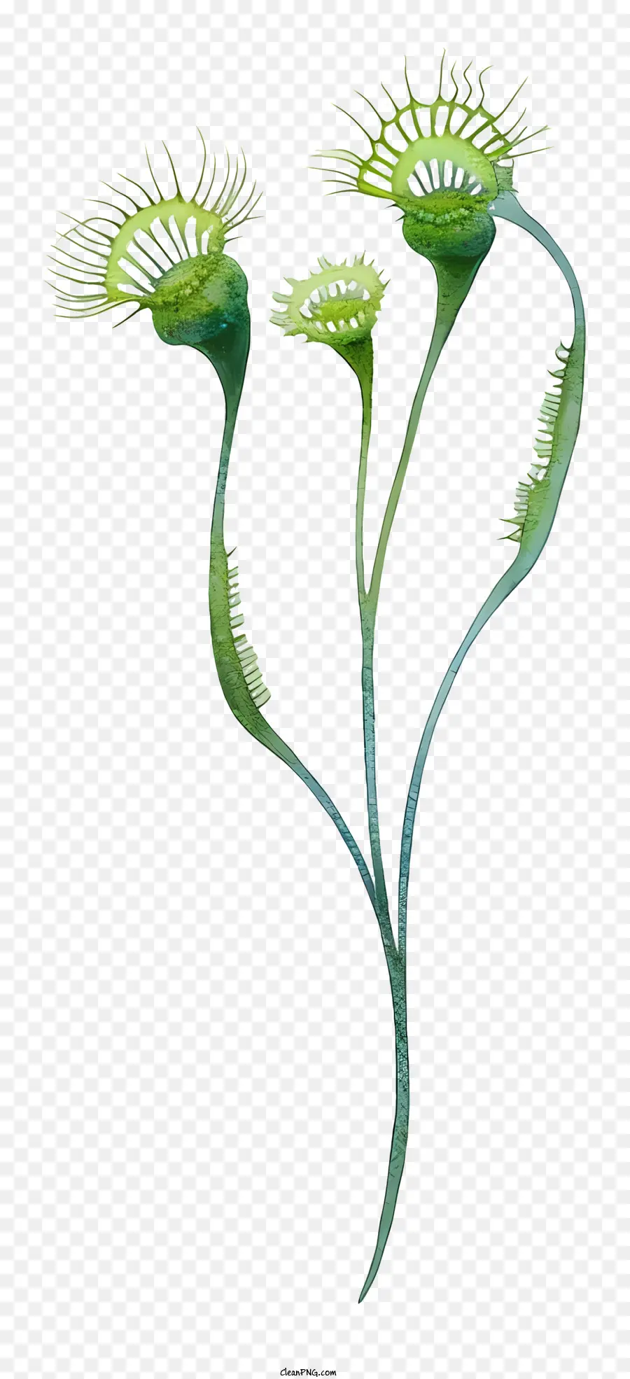 fleischfressende Pflanze fleischfressende Pflanze grüne Blätter rote Spikes lange weiße Zungen - Fleischfressende Pflanze mit roten Spikes, weiße Zungen