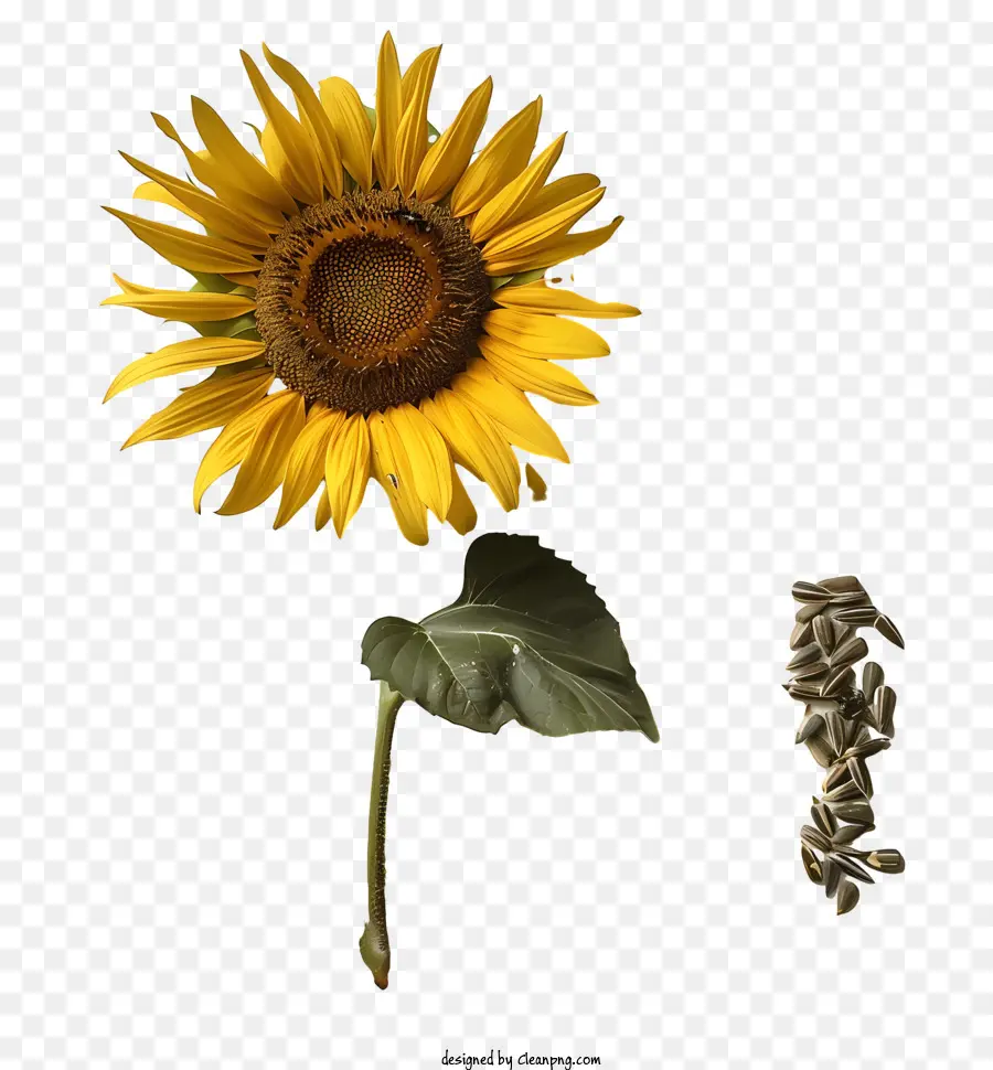 hướng dương - Hình ảnh về hướng dương với hạt và cánh hoa rải rác