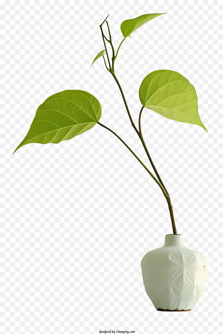 vase plant vase green plant small plant artistic plant representation