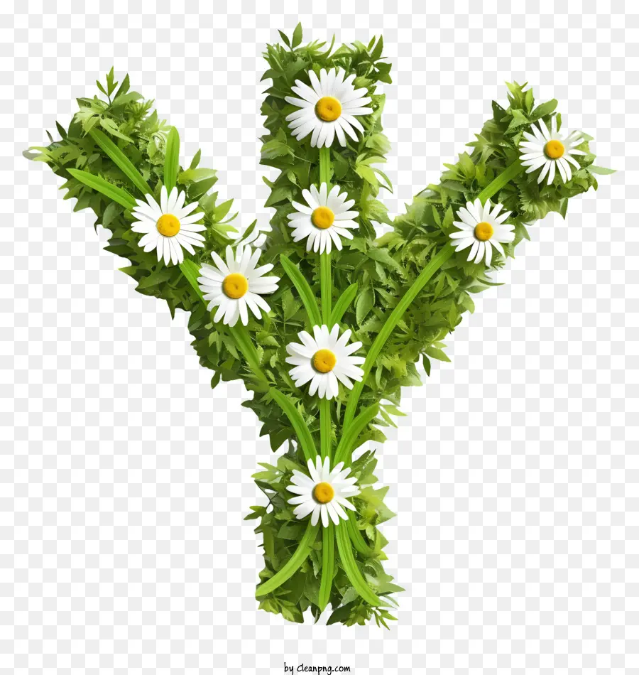 hoa thiết kế - Chữ cái daisy y với thân cây màu xanh lá cây