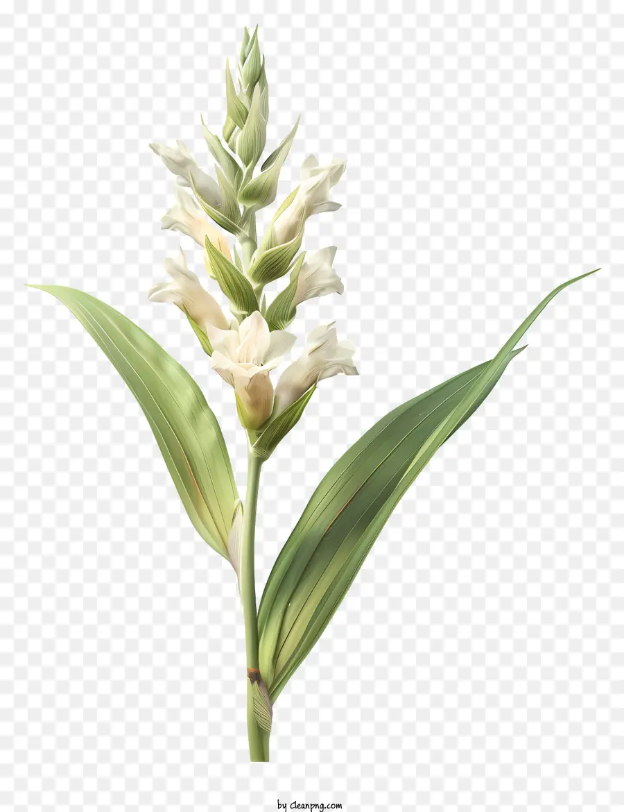Canna indica Blumen weißer Orchideen duftende Blütenblätter zarte Blütenblätter Wachse Textur - Weiße Orchidee mit zarten Blütenblättern und Duft