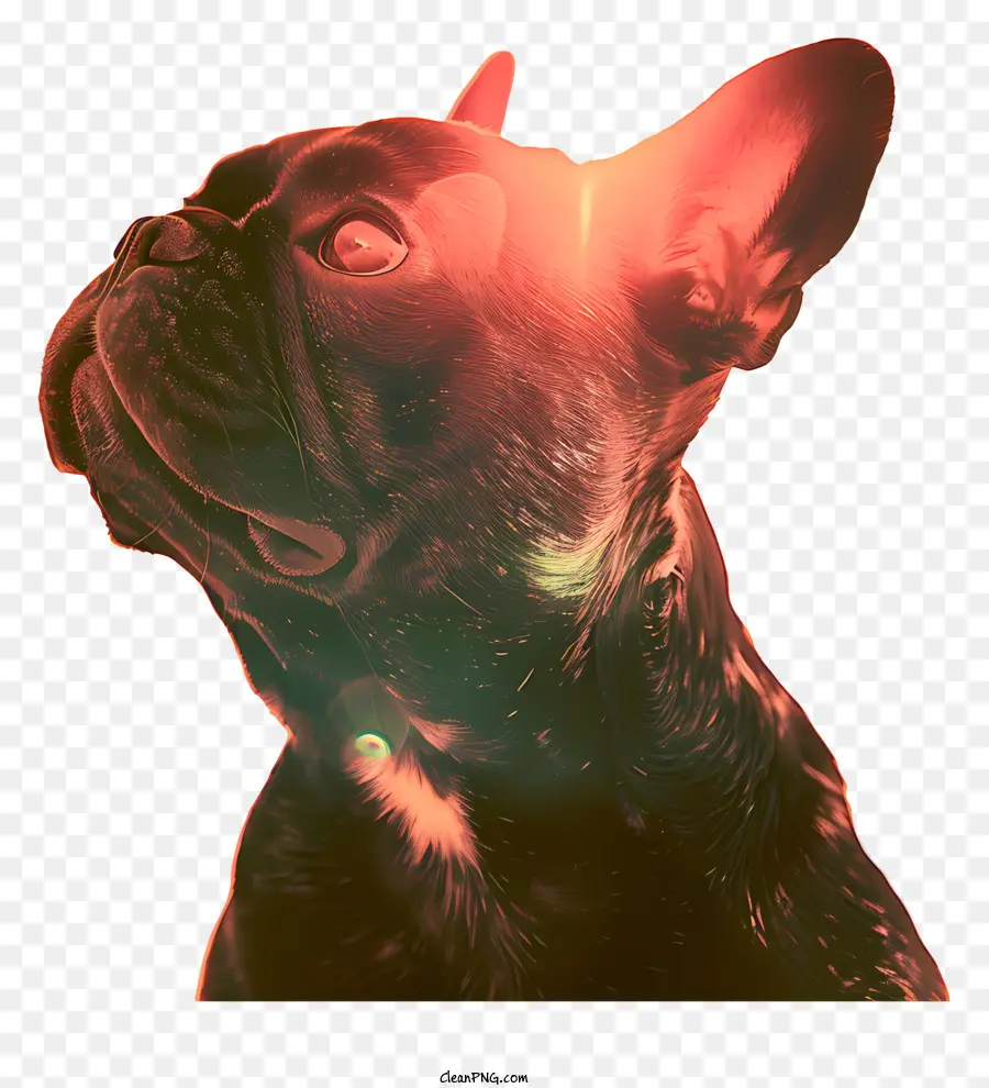 französische Bulldogge - Ernsthafte schwarze französische Bulldogge mit fokussierten Augen