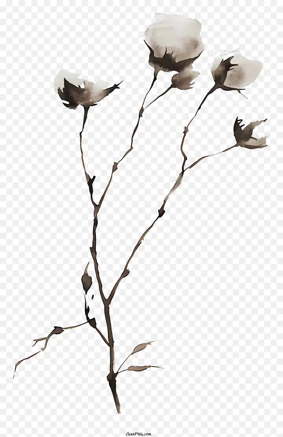 Fluffy Cotton Twig White Flowers Tree Cluster Stem - Fiori bianchi su ramo di alberi contorti