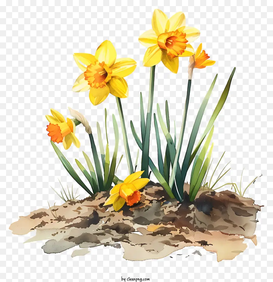 st. 
Davids Day Daffodils fiori Spring Blooming - Narcisi in varie fasi di crescita