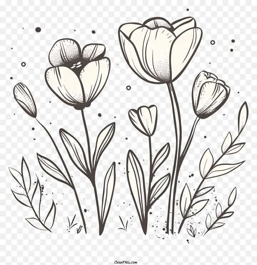 hoa mùa xuân - Hoa tulip trắng với thân màu xám trên màu đen