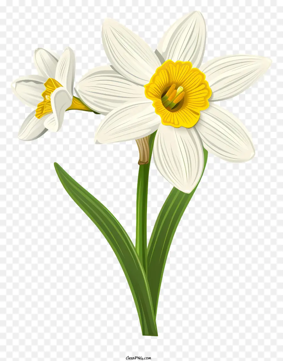 Frühlingsblumen - Weiße Narzissen mit gelbem Zentrum im Licht