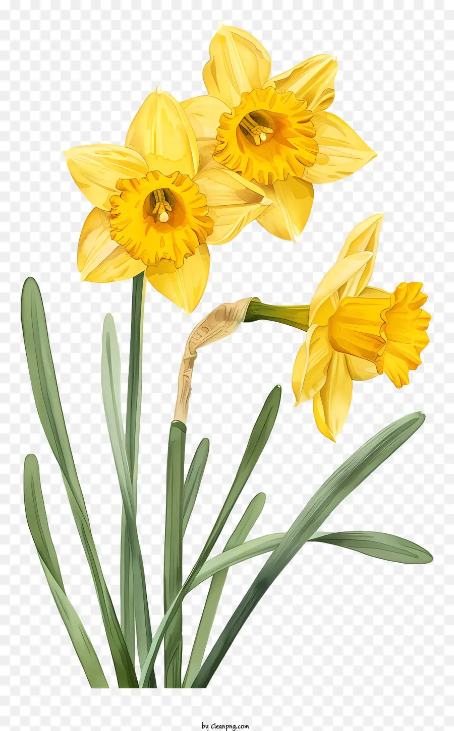fiori di primavera - Narcisi gialli in vaso su sfondo nero
