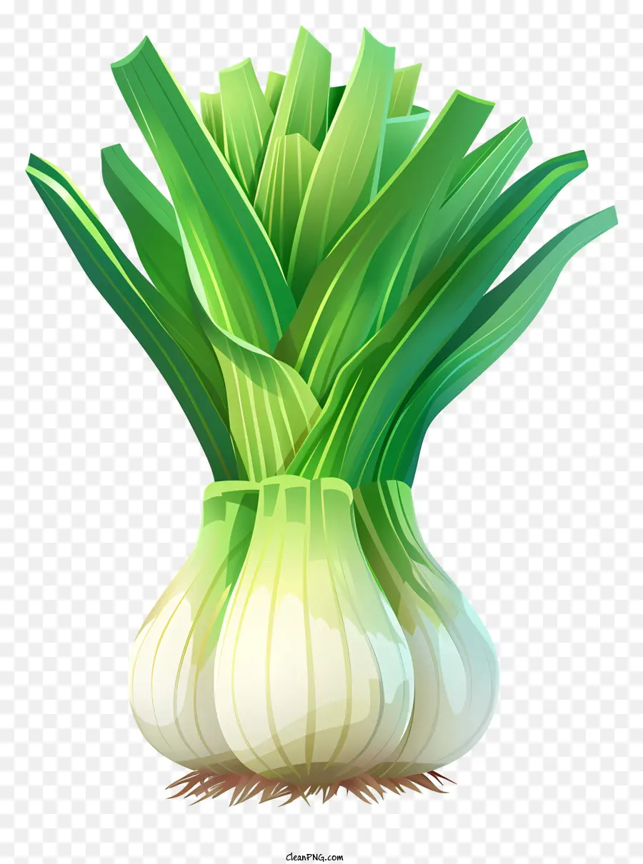 st. 
David's Day Leek Zwiebeln Gemüse Kochen - Frische Zwiebeln mit grünen Blättern auf weißem Hintergrund