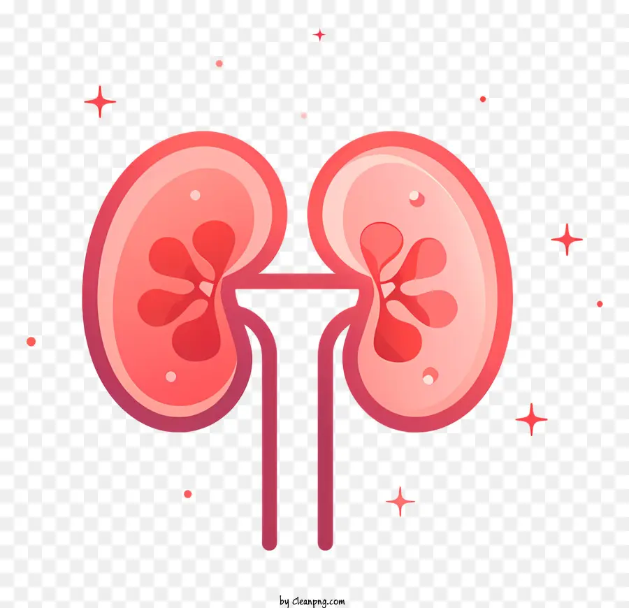 Human Nieren -Nieren -Nephronen -Blutgefäßfiltrationssystem - Menschliche Nierenanatomie und Funktion Zusammenfassung