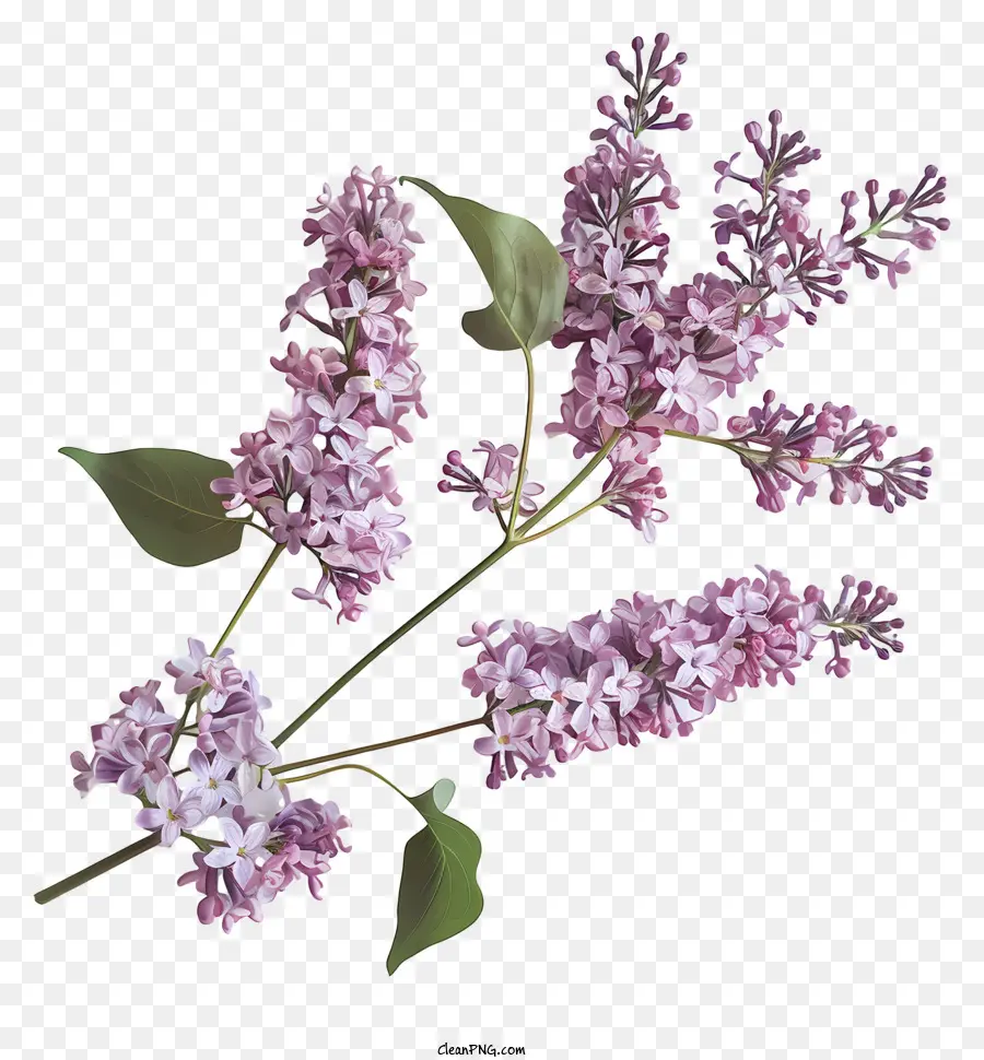 fiori di lillà lilla viola fiori bouquet petali - Bouquet lilla viola in disposizione circolare