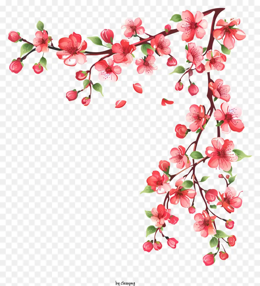 La primavera inizia i fiori di ciliegio dipingendo i fiori di ramo - Fiori di ciliegia rosa e rosso sul ramo