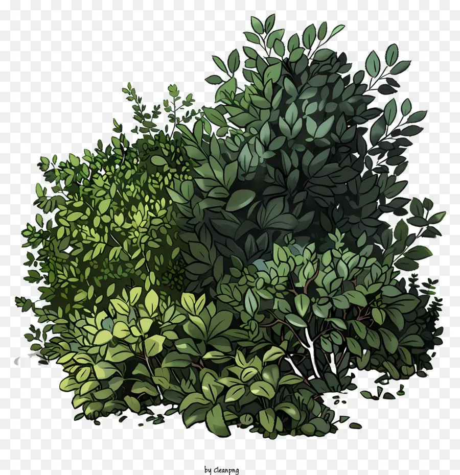 Büsche grüne Blätter Büsche pflanzen die Natur - Gruppe von grünen Blattbüschen auf schwarzem Hintergrund