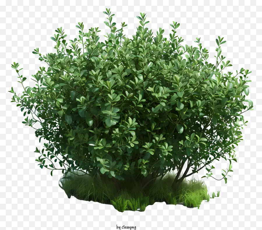 Büsche buschgrüne Blätter lebend wachsen - Nahaufnahme eines gesunden Busches umgeben von Gras umgeben