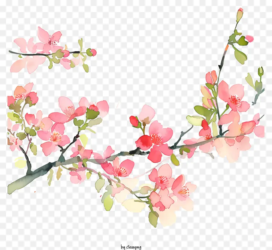 Kirschbaum - Kirschbaumzweige mit rosa Blüten
