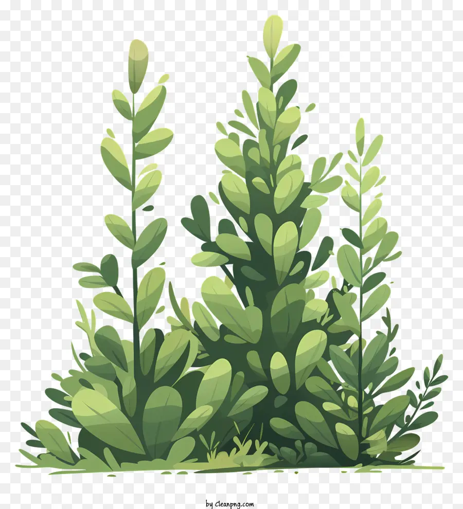 cespugli di cespugli foglie verdi rami natura - Bush con foglie verdi sullo sfondo nero