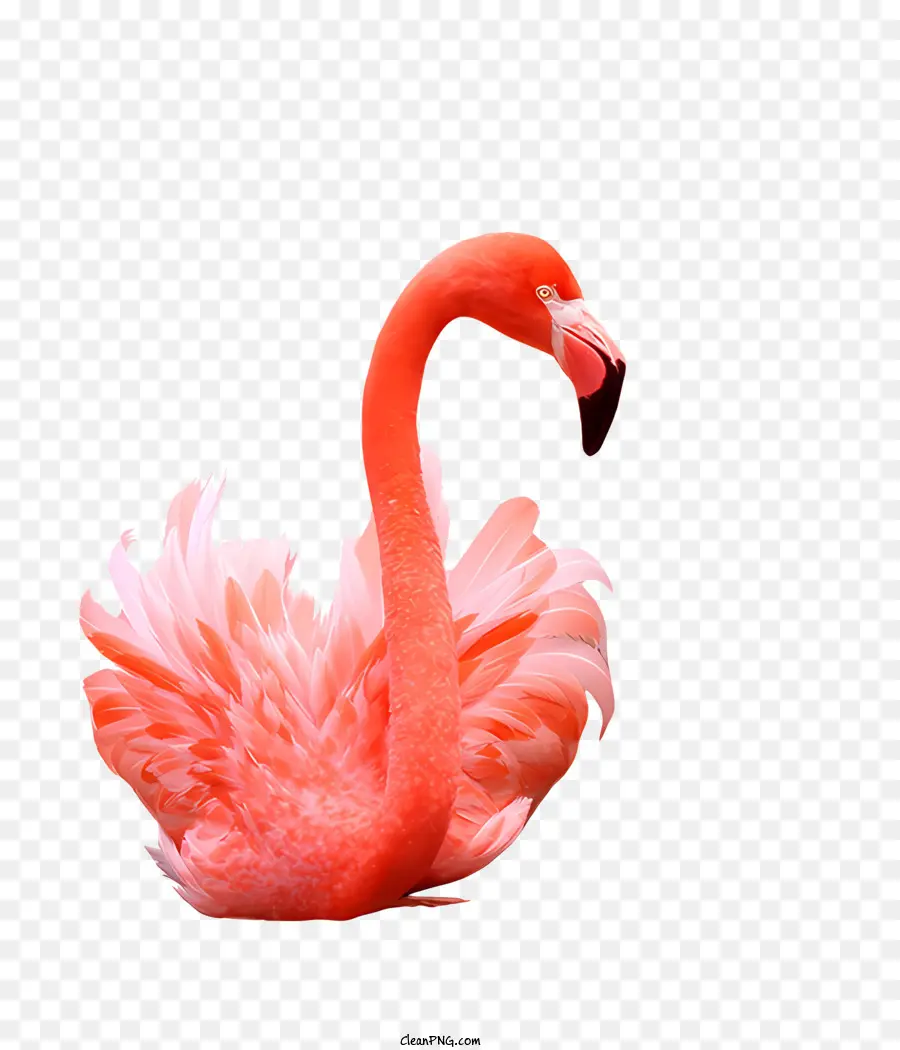 Chim hồng hạc - Con chim hồng hạc đứng với đôi cánh lây lan