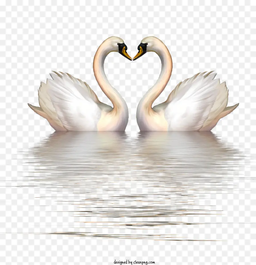 a forma di cuore - I cigni formano la forma del cuore in acqua