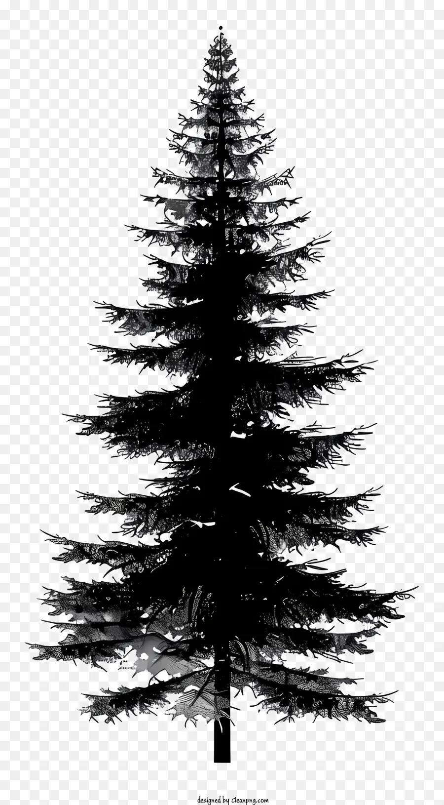 pino - L'albero di pino solitario ondeggia nel vento
