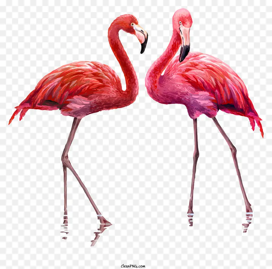 Chim hồng hạc - Hai con chim hồng hạc đứng trên một chân